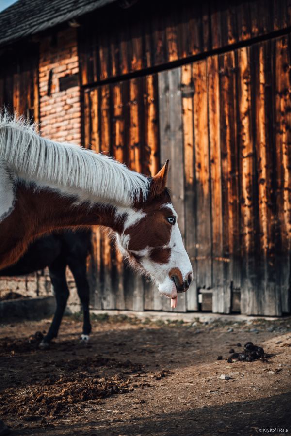 25FEB08_AURA — Zvířata, fotografie 38